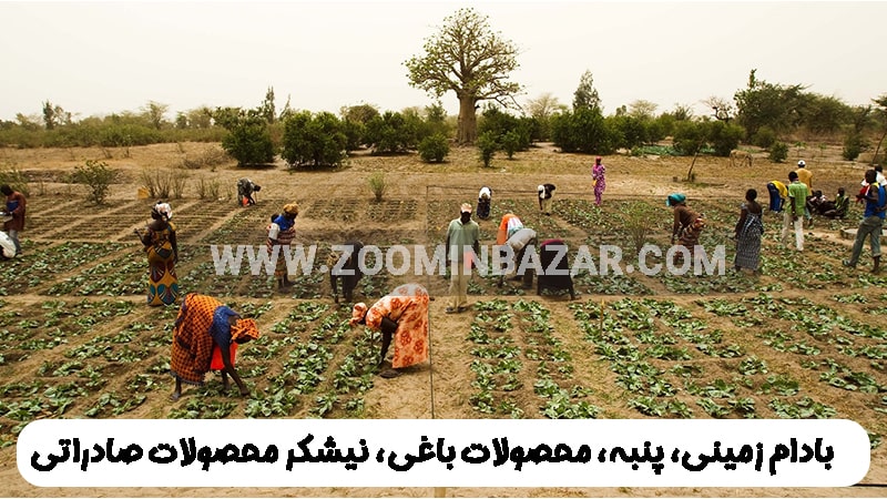 بادام زمینی، پنبه، محصولات باغی، نیشکر محصولات صادراتی